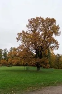 Рослини солітери для саду (фото) - вибираємо і садимо правильно відео (солітери) Рослини солітери для саду (фото) - вибираємо і садимо правильно відео