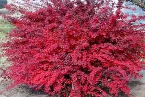 Рослини солітери для саду (фото) - вибираємо і садимо правильно відео (саду) Рослини солітери для саду (фото) - вибираємо і садимо правильно відео