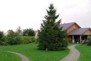Рослини солітери для саду (фото) - вибираємо і садимо правильно відео (саду) Рослини солітери для саду (фото) - вибираємо і садимо правильно відео