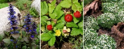 Рослини для альпійської гірки (рослини для альпійської гірки) Рослини для альпійської гірки