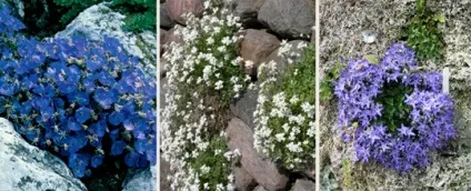 Рослини для альпійської гірки (ярусі альпійської гірки) Рослини для альпійської гірки