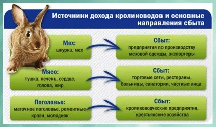 Розведення кролів як бізнес вигідно чи ні (Розведення кролів бізнес) Розведення кролів як бізнес вигідно чи ні