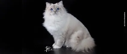 Регдолл (ragdoll) кішки з непростою історією і сонячним майбутнім (регдолл) Регдолл (ragdoll) кішки з непростою історією і сонячним майбутнім