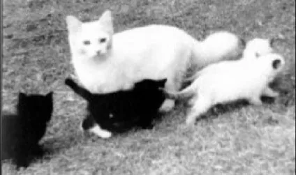 Регдолл (ragdoll) кішки з непростою історією і сонячним майбутнім (cats standings) Регдолл (ragdoll) кішки з непростою історією і сонячним майбутнім