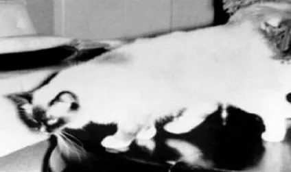 Регдолл (ragdoll) кішки з непростою історією і сонячним майбутнім (top cat) Регдолл (ragdoll) кішки з непростою історією і сонячним майбутнім