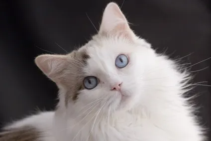 Регдолл (ragdoll) кішки з непростою історією і сонячним майбутнім (кращий кіт) Регдолл (ragdoll) кішки з непростою історією і сонячним майбутнім