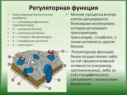 Регуляторна функція