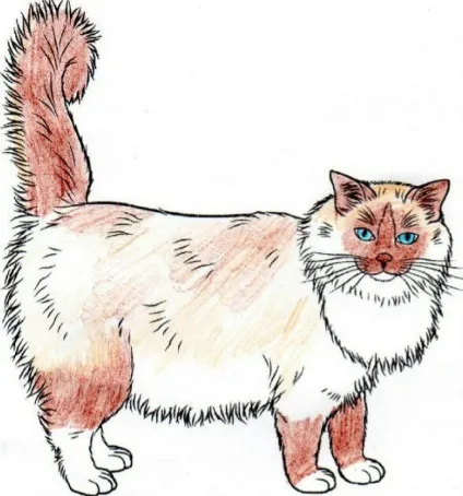 Регдолл (ragdoll) кішки з непростою історією і сонячним майбутнім (рейтинг кішок) Регдолл (ragdoll) кішки з непростою історією і сонячним майбутнім