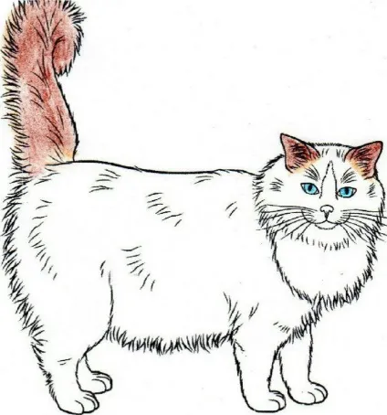 Регдолл (ragdoll) кішки з непростою історією і сонячним майбутнім (topcat) Регдолл (ragdoll) кішки з непростою історією і сонячним майбутнім