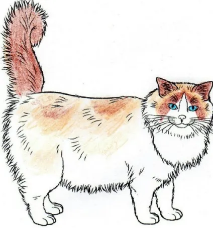 Регдолл (ragdoll) кішки з непростою історією і сонячним майбутнім (подати заявку на виставку котів) Регдолл (ragdoll) кішки з непростою історією і сонячним майбутнім