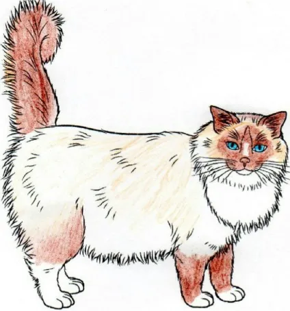 Регдолл (ragdoll) кішки з непростою історією і сонячним майбутнім (міжнародна система рейтингу кішок) Регдолл (ragdoll) кішки з непростою історією і сонячним майбутнім