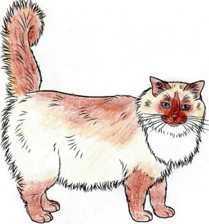 Регдолл (ragdoll) кішки з непростою історією і сонячним майбутнім (кращі кішки) Регдолл (ragdoll) кішки з непростою історією і сонячним майбутнім