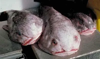Риба-крапля, австралійський бичок, риба-жаба (blobfish - psychrolutes marcidus) (бичок) Риба-крапля, австралійський бичок, риба-жаба (blobfish - psychrolutes marcidus)