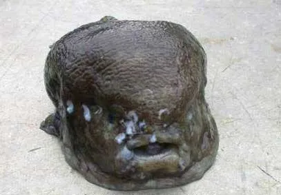 Риба-крапля, австралійський бичок, риба-жаба (blobfish - psychrolutes marcidus) (бичок) Риба-крапля, австралійський бичок, риба-жаба (blobfish - psychrolutes marcidus)
