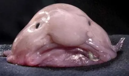 Риба-крапля, австралійський бичок, риба-жаба (blobfish - psychrolutes marcidus) (риба-крапля) Риба-крапля, австралійський бичок, риба-жаба (blobfish - psychrolutes marcidus)