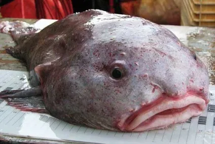 Риба-крапля, австралійський бичок, риба-жаба (blobfish - psychrolutes marcidus) (бичок) Риба-крапля, австралійський бичок, риба-жаба (blobfish - psychrolutes marcidus)