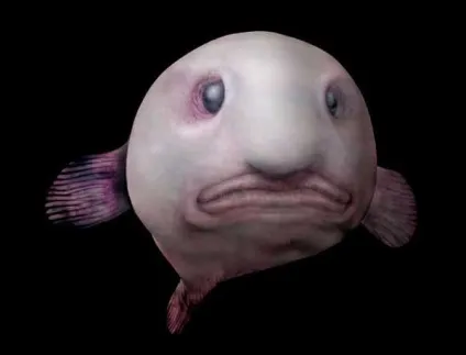Риба-крапля, австралійський бичок, риба-жаба (blobfish - psychrolutes marcidus) (риба-крапля) Риба-крапля, австралійський бичок, риба-жаба (blobfish - psychrolutes marcidus)