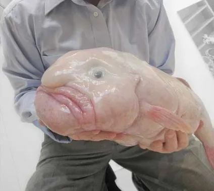 Риба-крапля, австралійський бичок, риба-жаба (blobfish - psychrolutes marcidus) (риба-крапля) Риба-крапля, австралійський бичок, риба-жаба (blobfish - psychrolutes marcidus)