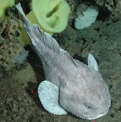 Риба-крапля, австралійський бичок, риба-жаба (blobfish - psychrolutes marcidus) (бичок) Риба-крапля, австралійський бичок, риба-жаба (blobfish - psychrolutes marcidus)