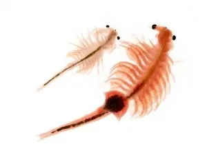 Рожеве озеро на Алтаї (озеро) Рожеве озеро на Алтаї