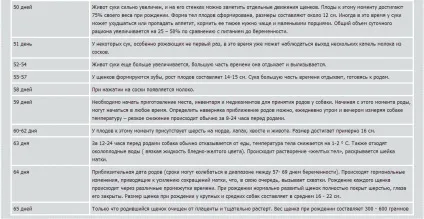 Пологи у собаки, ознаки та догляд за собакою, фото і відео (пологи) Пологи у собаки, ознаки та догляд за собакою, фото і відео