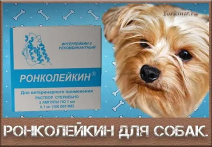 Ронколейкин для собак, інструкція із застосування (ронколейкін) Ронколейкин для собак, інструкція із застосування