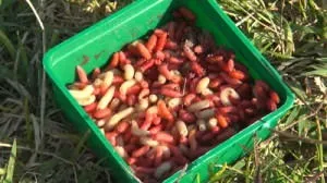 Найкращі приманки на сазана - як готувати Бойл, які тварини і рослинні наживки і (приманки) Найкращі приманки на сазана - як готувати Бойл, які тварини і рослинні наживки і
