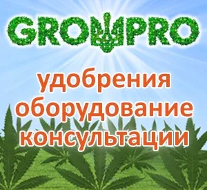 Найпростіший спосіб виростити марихуану