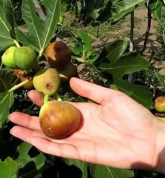 Сараха овочева