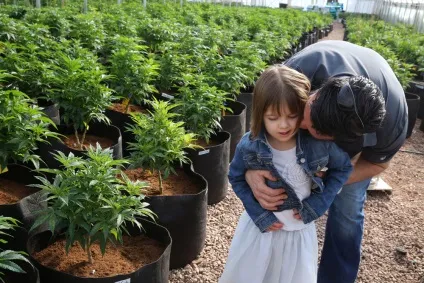 Найпростіший спосіб виростити марихуану