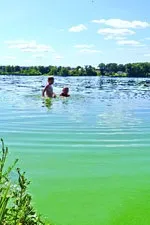 Сіємо огірки «на Пахома»