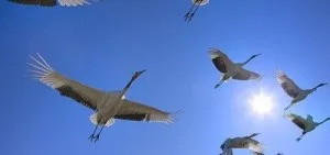 Сезонні явища в житті птахів (птахів) Сезонні явища в житті птахів