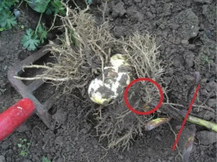 Секрети вдалого садівництва коли викопувати лілії для пересадки (викопувати) Секрети вдалого садівництва коли викопувати лілії для пересадки