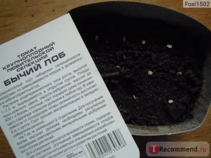 Насіння томату бичачий лоб сибірський сад - «цукристий, великоплідний, невибагливий сорт! », Відгуки (сибірський) Насіння томату бичачий лоб сибірський сад - «цукристий, великоплідний, невибагливий сорт! », Відгуки