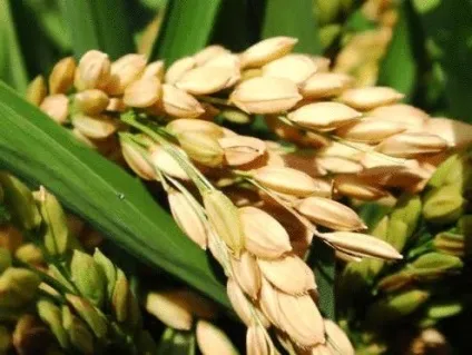 Сеньйора паелья або що ми не знаємо про іспанську паелье (паелье) Сеньйора паелья або що ми не знаємо про іспанську паелье