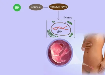Синдром Дауна чому він виникає і як уникнути пояснюють генетики (дауна) Синдром Дауна чому він виникає і як уникнути пояснюють генетики