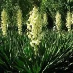 Як лікувати і доглядати за фікусом (домашні рослини) Як лікувати і доглядати за фікусом