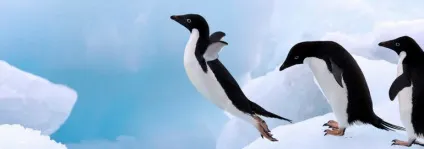 Як linux допоміг мені стати просунутим користувачем пк