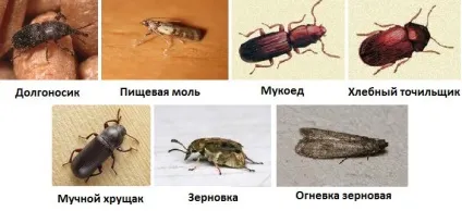 Як позбутися від жучків в крупі методи боротьби і профілактика (методи) Як позбутися від жучків в крупі методи боротьби і профілактика