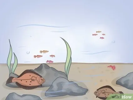 Як ловити камбалу