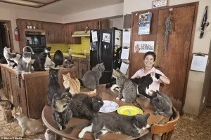 Скільки живуть коти в домашніх умовах (скільки живуть кішки в домашніх умовах) Скільки живуть коти в домашніх умовах