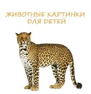 Завантажити картки - картинки комах (скачати) Завантажити картки - картинки комах