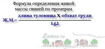 Скільки важить свиня в середньому як дізнатися вагу без ваг, таблиця вимірювання поросят по місяцях (свиня) Скільки важить свиня в середньому як дізнатися вагу без ваг, таблиця вимірювання поросят по місяцях