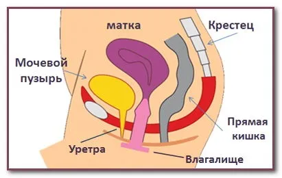 Слабкий сечовий міхур