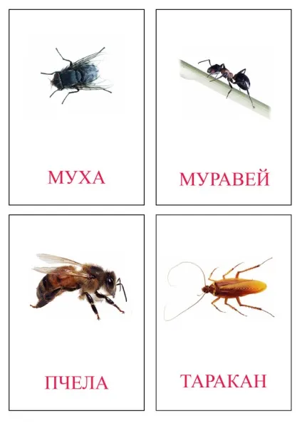 Завантажити картки - картинки комах (скачати) Завантажити картки - картинки комах