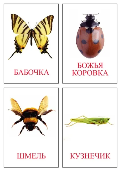 Завантажити картки - картинки комах (картинки) Завантажити картки - картинки комах
