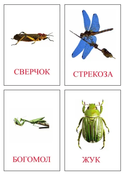 Завантажити картки - картинки комах (скачати) Завантажити картки - картинки комах