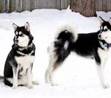 Собака аляскинський маламут опис породи, фото, ціна цуценят, відгуки (маламут) Собака аляскинський маламут опис породи, фото, ціна цуценят, відгуки