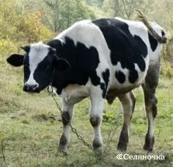 Злучка телиць - Селяночка - портал для фермерів, сільське господарство, тваринництво, птахівництво,