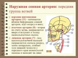Сонна артерія на шиї у людини її хвороби (внутрішньої сонної артерії) Сонна артерія на шиї у людини її хвороби
